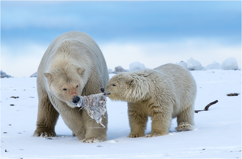 Karyn Parisi - Polar Bear Whale Fat Treat