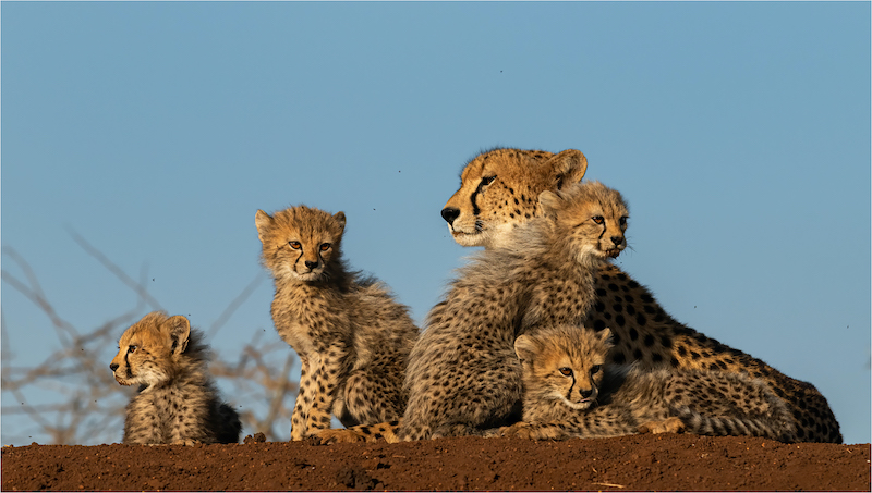 Kathy Kay - cheetah and her four cubs