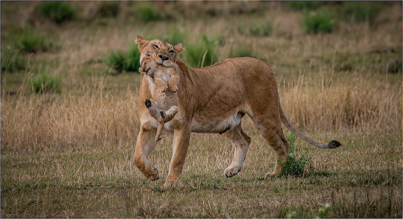 Celia Fourie - Bed Time