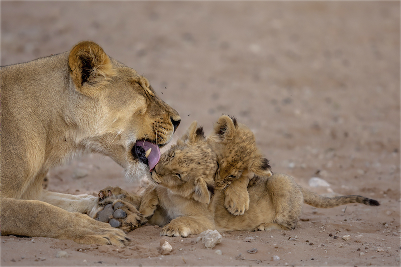 Sharleen Cathro - Double Attack