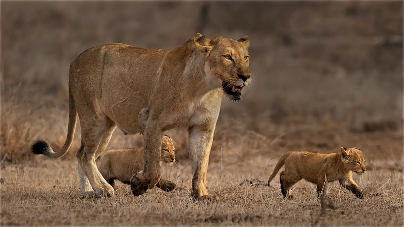 Johan Jordaan - Lion cub leads the way