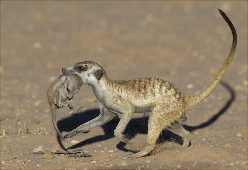 Michele-Ann Nel - On the Move