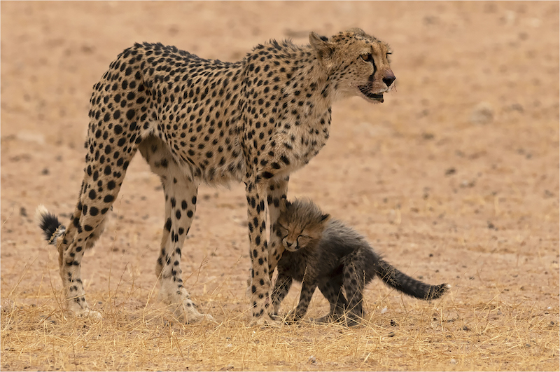 Renske Jordaan - Cheetah mom and cub