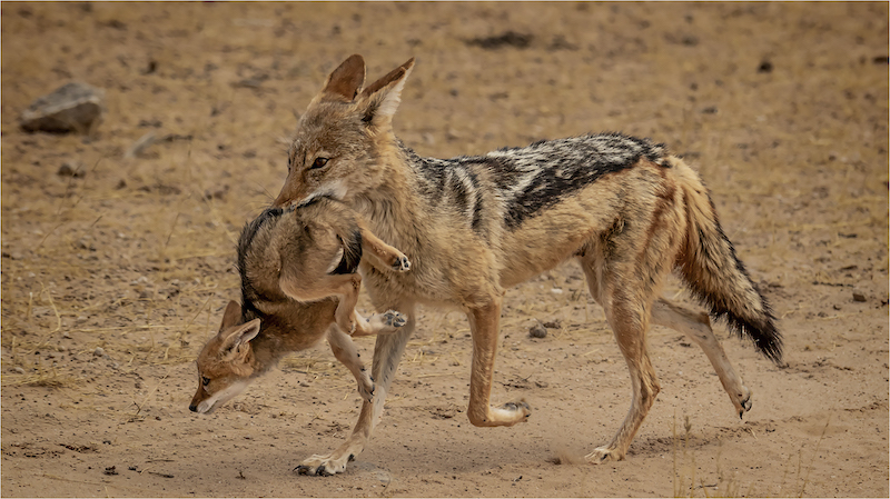 Tokkie Labuschagne - Mother and young jackal 6333 HD