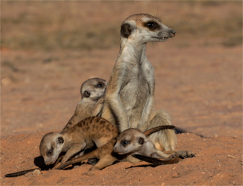 Anette Ligthelm - Taking care