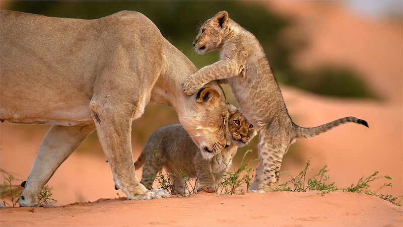 Geo Jooste - Cub on moms nose