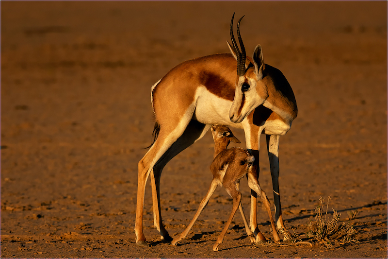 Johan Jordaaan - Springbok met lam A Paneel