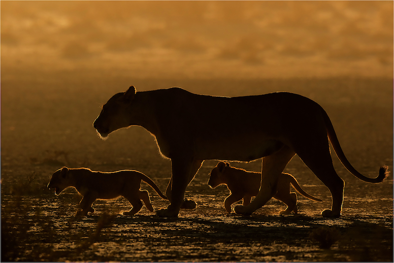 Francois van der Watt - Backlit Lioness and Cubs