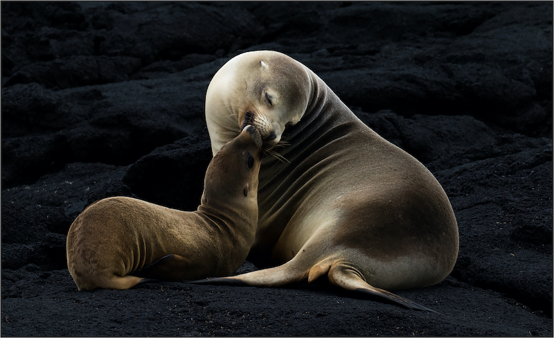Dieter Butouw - Sealion Tenderness
