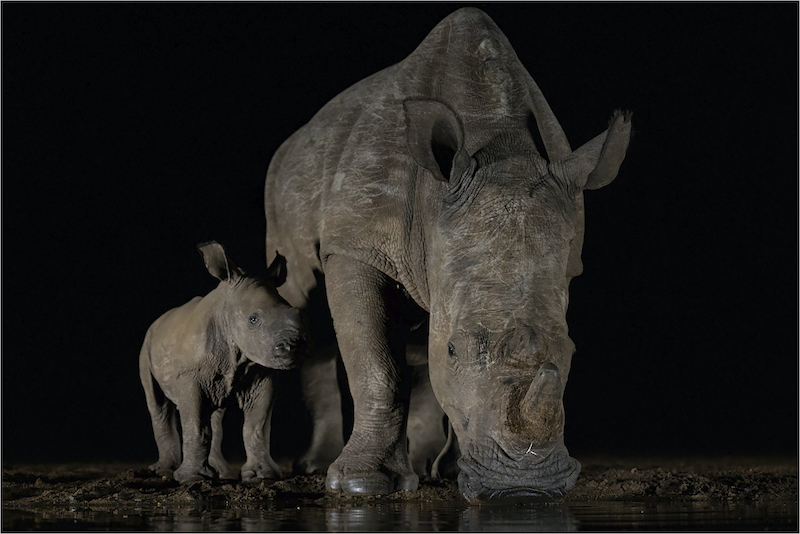 Kim Stevens - Little treasure