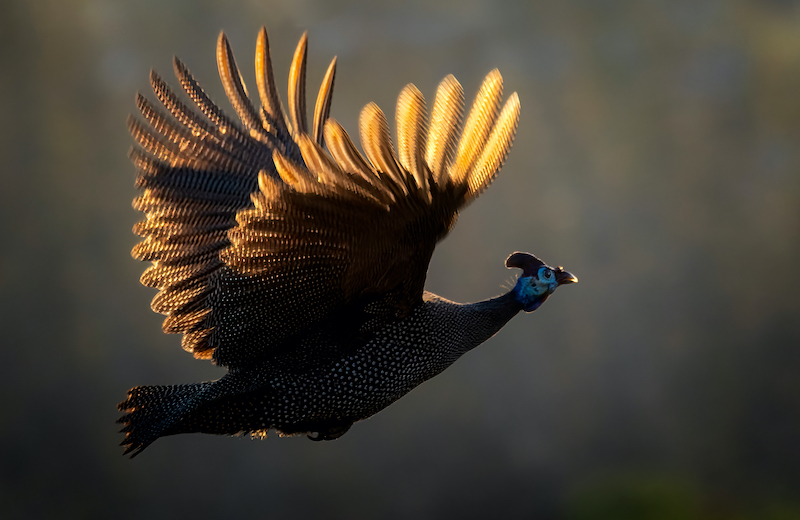 Guinea Fowl in flight - Eddie Reinecke