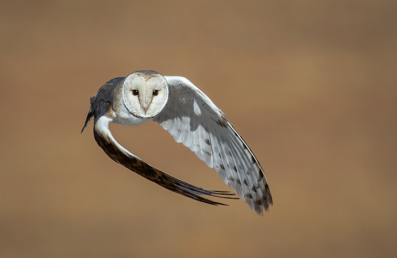 Where is the barn - Petri Banks