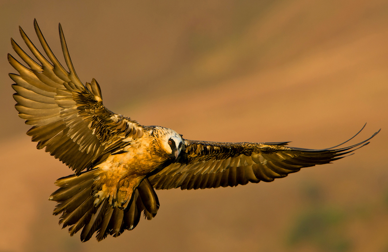 Golden Lammergeier Jill Sneesby