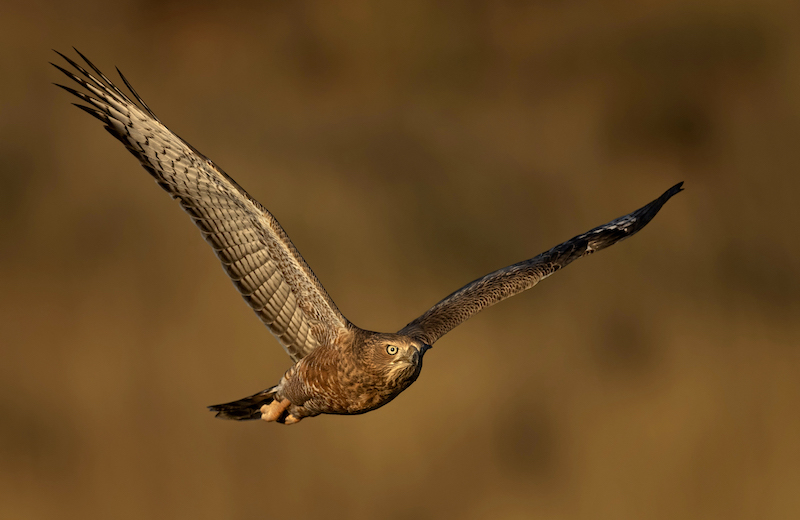 Bleeksingvalk Laat middag - Johan Jordaan