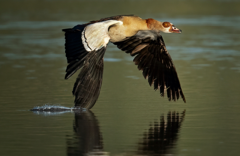 Touching water- Geo Jooste
