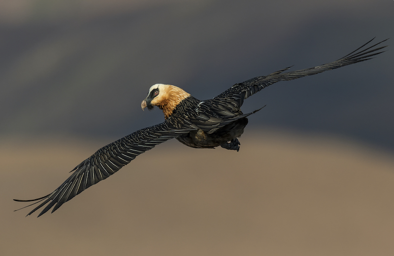Bearded Vulture Looking Back - Johan Botha