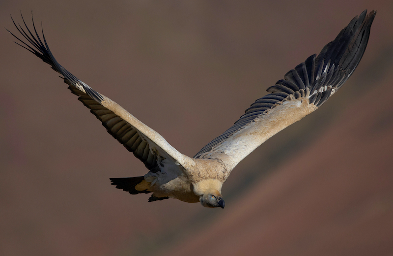 Aasvoel vlerke gesprei - Francois Roux