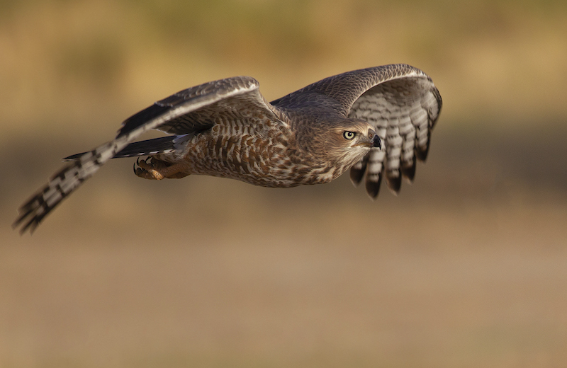 Low Flying - Michele-Ann Nel