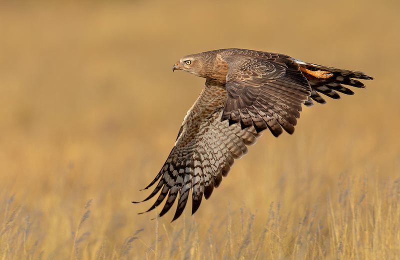Low-level-take-off - Jannes Drotsky