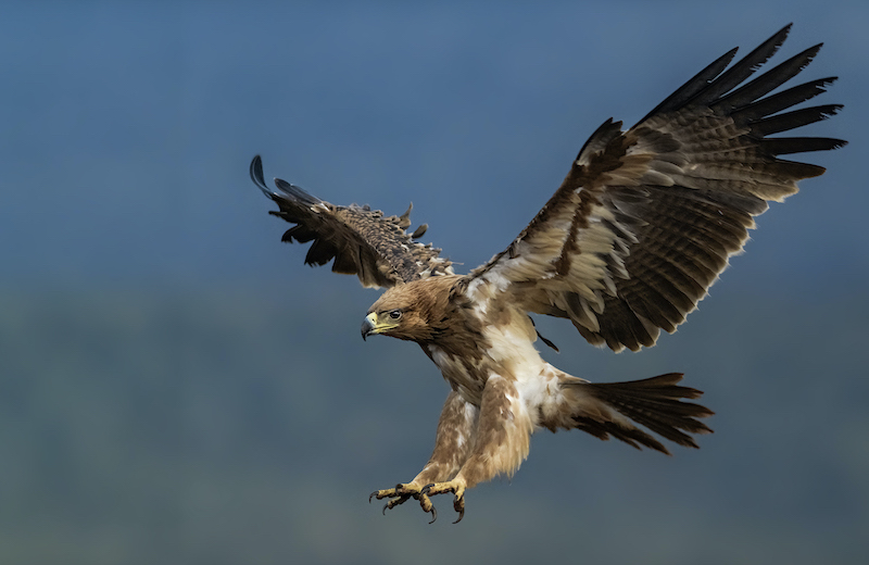 Eagle in for Landing - Leon Venter