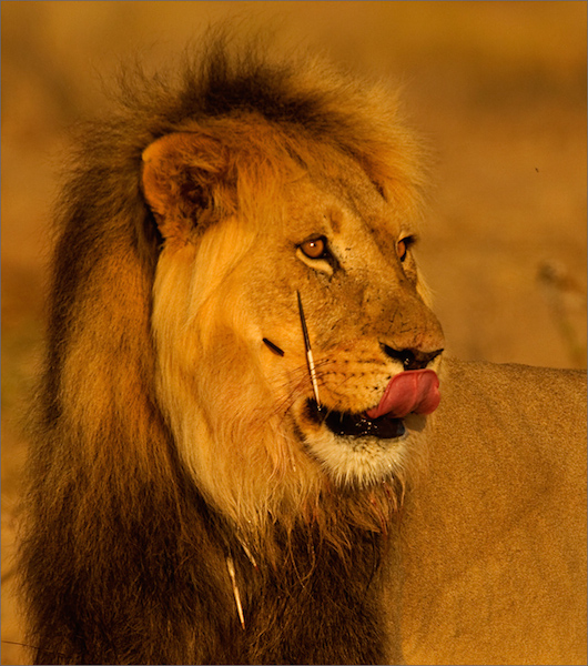 male lion portrait