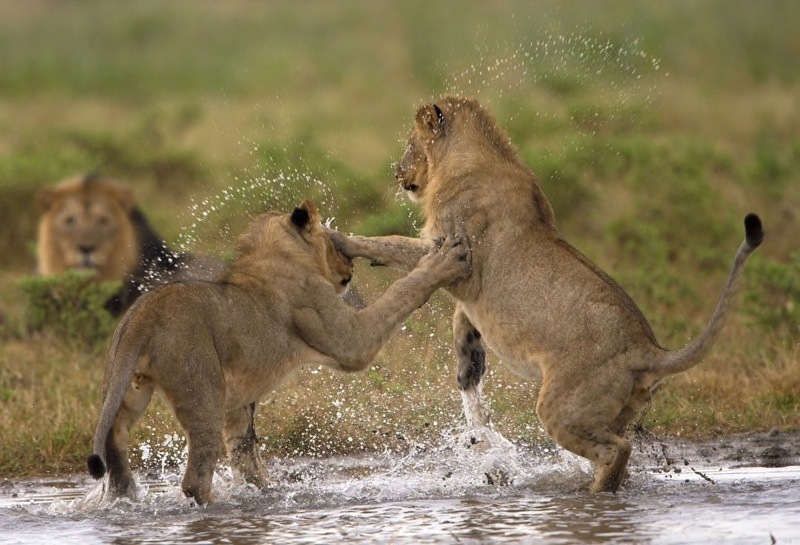 01 Splashing Lions - Jill Sneesby