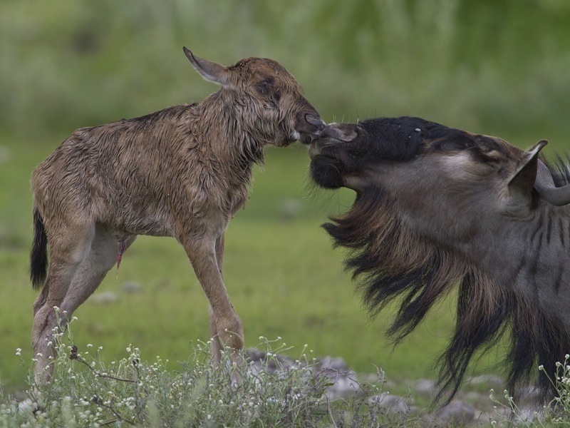 02 Motehr and newborn gnu