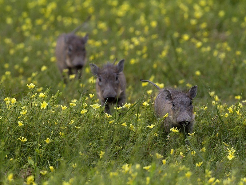 03 Three Little Pigs - Jill Sneesby