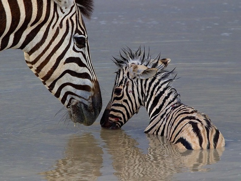 04 Zebra and foal  - Jill Sneesby