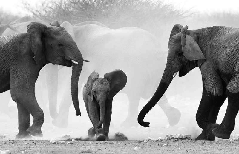 05 Baby Elephant - Jill Sneesby