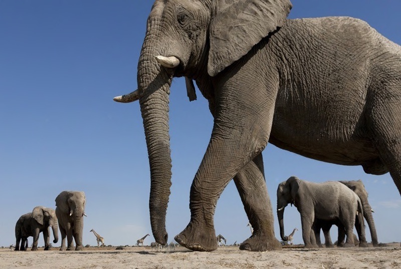 06 African Elephants - Jill Sneesby