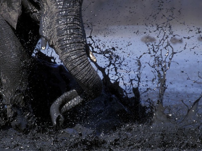 07 Elephant Mud Splash - Jill Sneesby