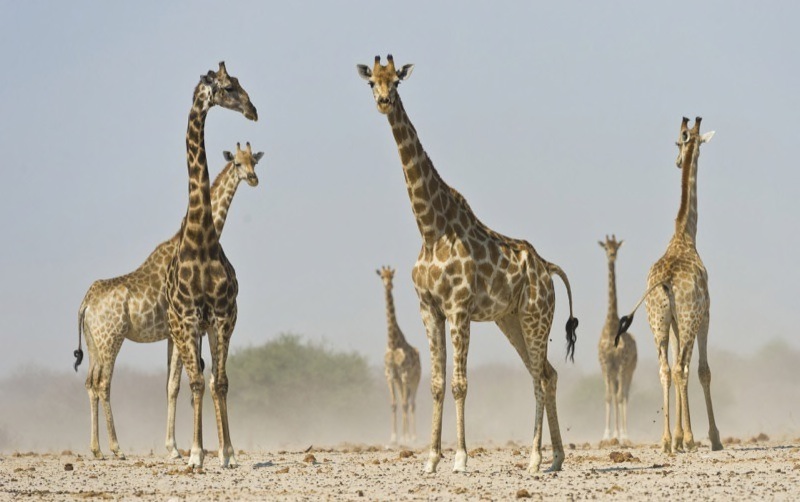 09 Giraffe at edge of dust storm