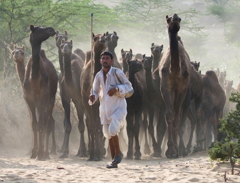 11 Camel Herder - Jill Sneesby