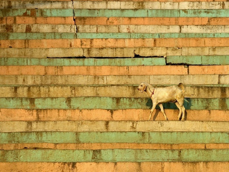 15 Indian Goat - Jill Sneesby