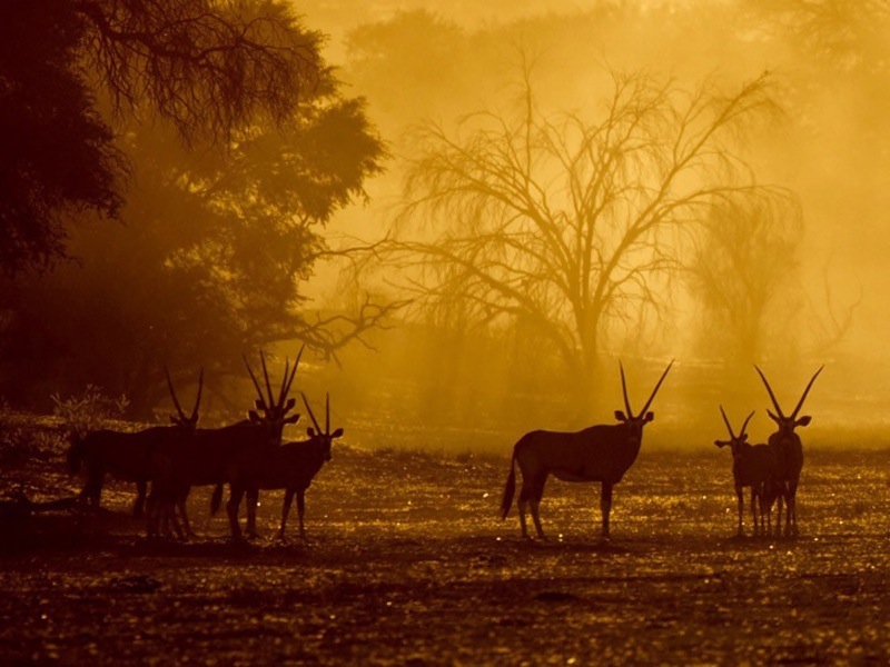 16 Sunrise Gemsbok - Jill Sneesby