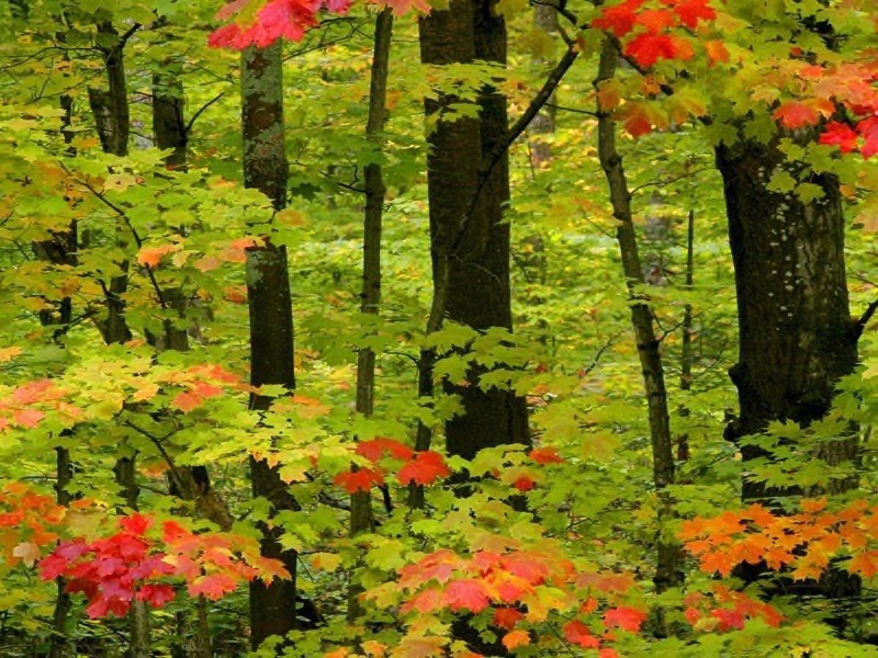 20 Fall Colours - Jill Sneesby