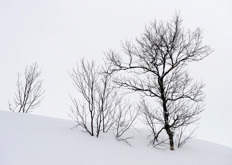 23 Snow trees - Jill Sneesby