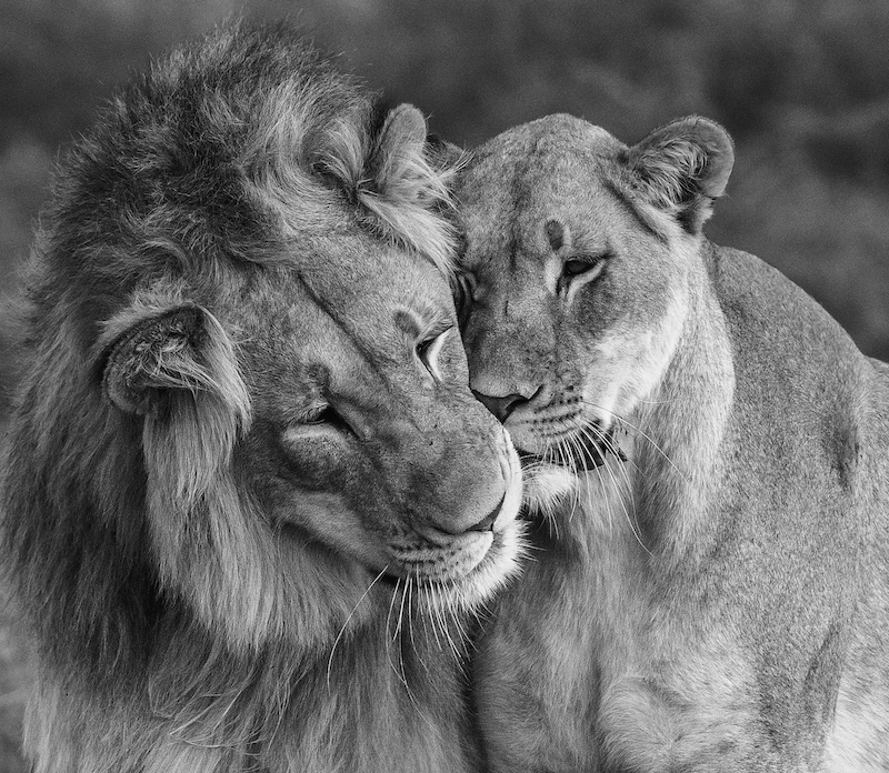 2201-Antionette Morkel-Port Elizabeth Camera Club-Dipa Silver medal-10th Miroc Salon with Affection