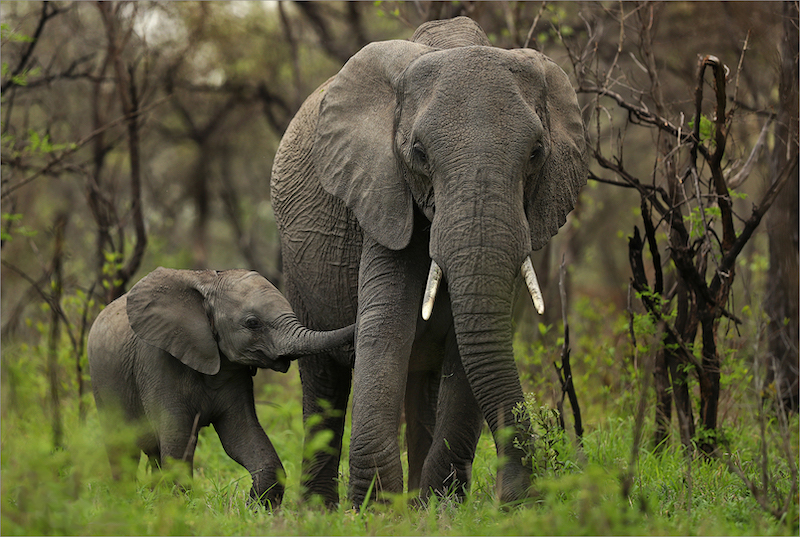 2201-Johan Orton - AFO Photography Club - DIPA Bronze Medal – Nature - 7th MIROC International Salon - Penza - Russia 2022-  Mommy and me