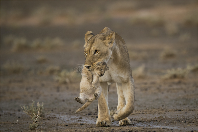 2202-Dewald Tromp-Midlens-FIAP Gold Medal-Singur Salon India2022-Carrying my cub