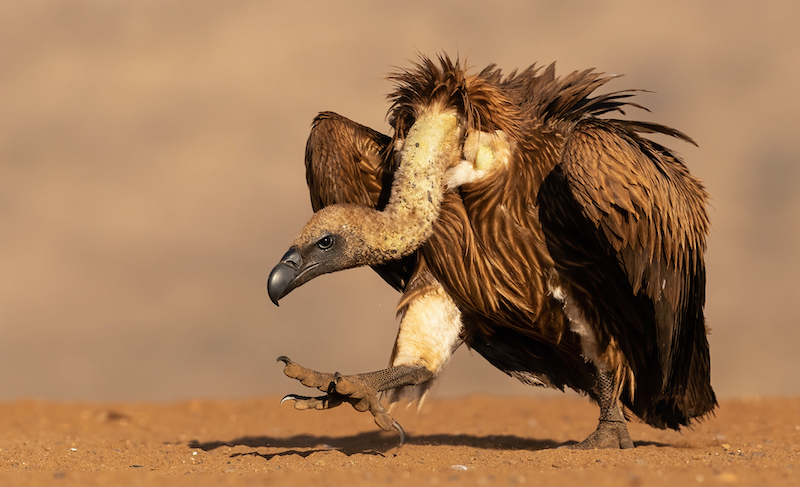 2202-Howard Gillitt-Westville Camera Club-Medal-GIP Salon Germany-Marching On