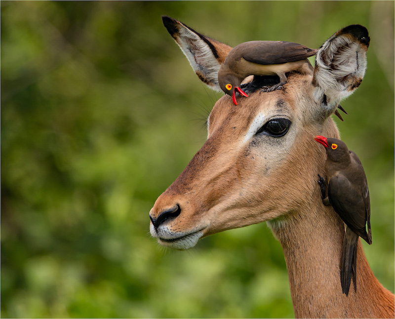 2202-Willie Labuschagne-Magalies Foto Fun Club-MoL Gold Medal-Nature-MIROC Exhibition Penza 2022 Russia-Red Billed Oxpekers on Impala