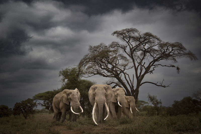 2205-DewaldTromp Midlens-FIAP Bronze Medal-IntPhotoSalon Grand Eurasia-Nature-Tusker with Askari