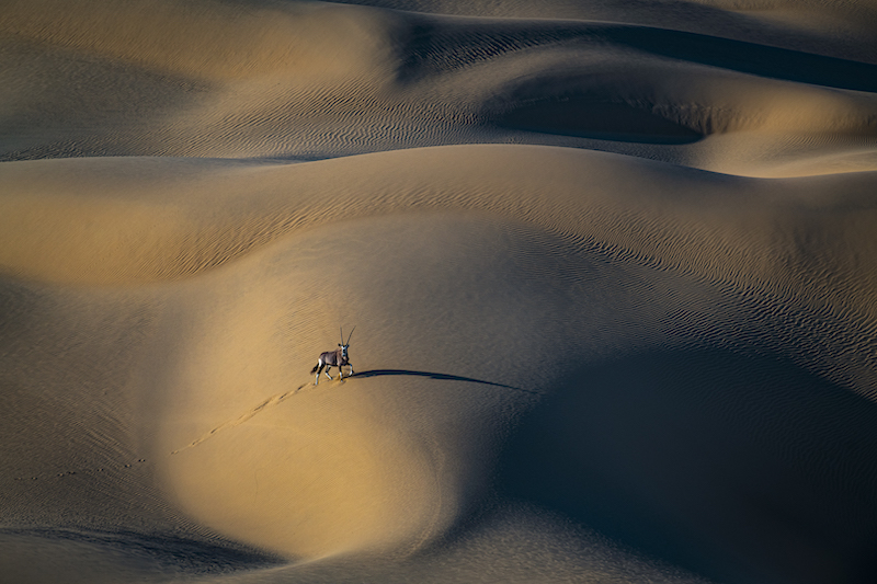 2205-DewaldTromp-Midlens-PSA Gold Medal-IntSalon GrandEurasia-Nature-Desert wanderer