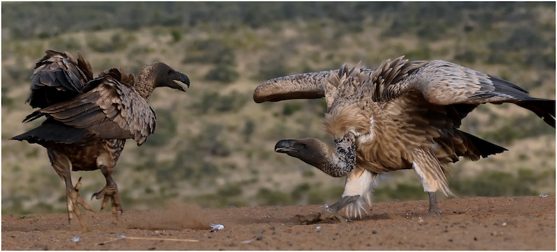 2206-David Wilson-Hermanus Photographic Society - Silver Medal Nature-Photo Grafis Inrternational Salon -A Vulture Disagreement