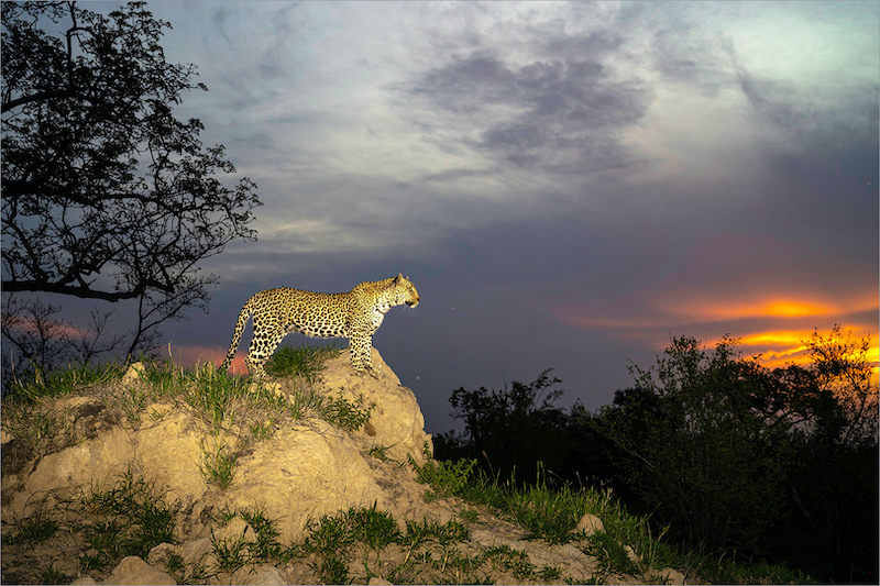 2211-Evelyn Gibson-Pretoria Photographic Society-FiAP Gold Medal-Chomolungma International Salon - Leopard Admiring the Sunset