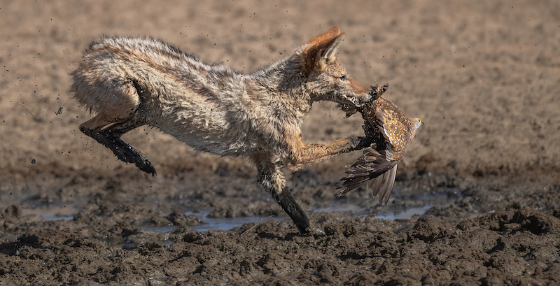 PSSA Silver Medal - Nature No Birds Landscapes or Macro - jackal catching a sandgrouse - Kathy Kay - Hibiscus Coast Photographic Society