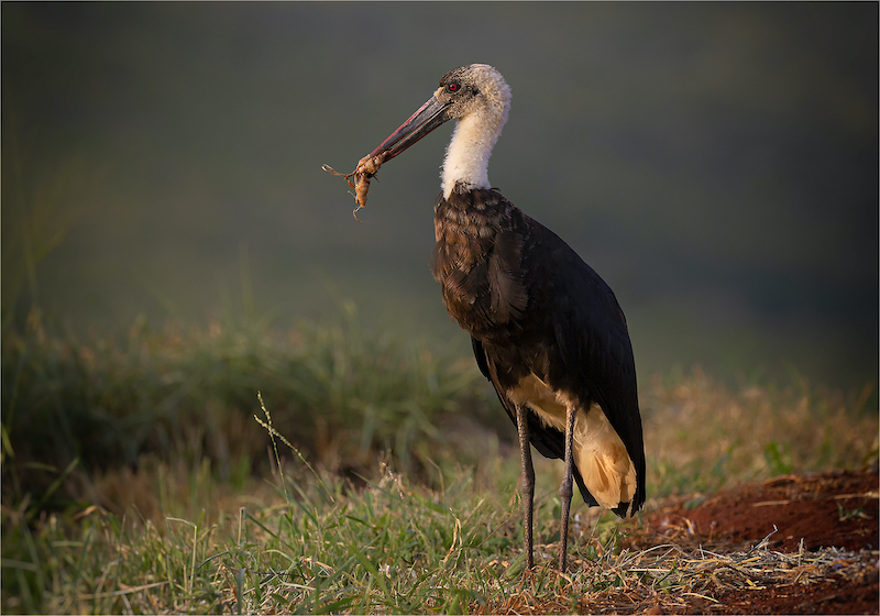 SHR Silver Medal - Nature Birds - Woolly-necked Stork with intestine of animal - Craig Morgan - West Rand Photographic Club