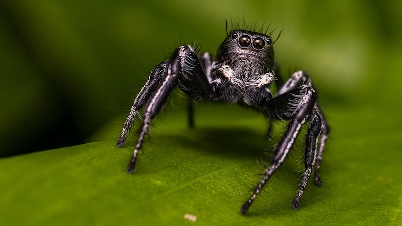 SHR Silver Medal - Nature Macro - Incy Wincy Spider - Wayne dos Santos Niz - Westville Camera Club
